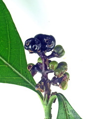 Palicourea gracilenta