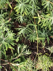 Eriogonum arborescens