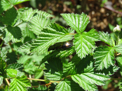 Selatosomus suckleyi