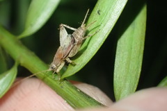 Ornebius aperta