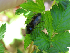 Selatosomus suckleyi