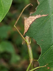 Acrophylla wuelfingi