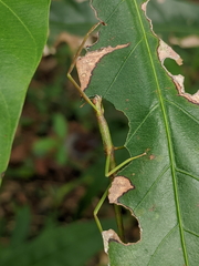 Acrophylla wuelfingi