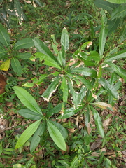 Acrophylla wuelfingi