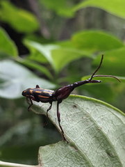 Ectocemus decemmaculatus