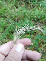 Elymus californicus