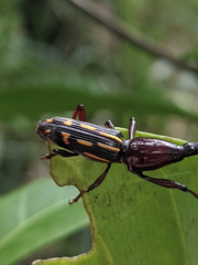 Ectocemus decemmaculatus