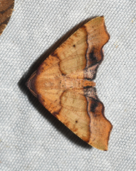 Plagodis phlogosaria