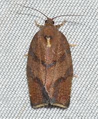 Argyrotaenia juglandana