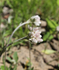 Antennaria neglecta