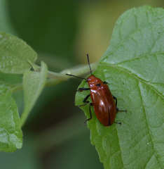 Strongylium hoepfneri