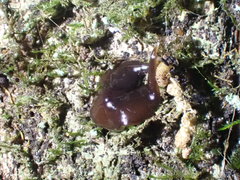 Newzealandia