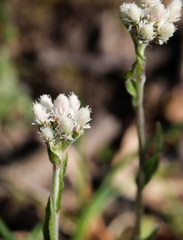 Antennaria neglecta