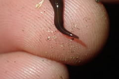 Newzealandia