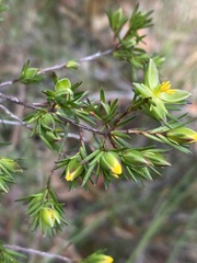 Hibbertia cistiflora