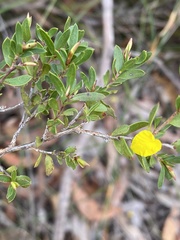 Hibbertia cistiflora