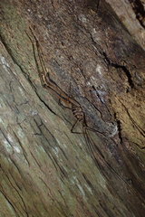 Pachyrhamma acanthocerum