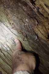 Pachyrhamma acanthocerum