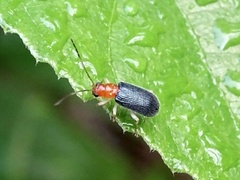 Trichobalya bowringii