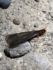 Zootermopsis nevadensis