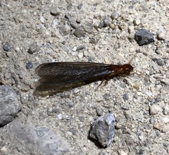 Zootermopsis nevadensis