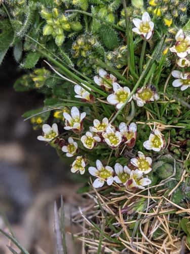 Image of Pygmy Saxifrage (Saxifraga hyperborea) by (c) Rachel Stringham, some rights reserved (CC BY)