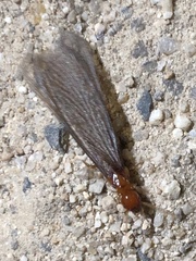 Zootermopsis nevadensis