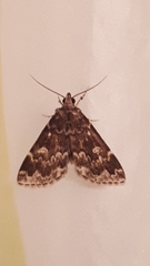 Idia lubricalis