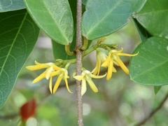 Toxocarpus wightianus