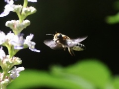 Megachile umbripennis