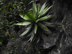 Agave horrida