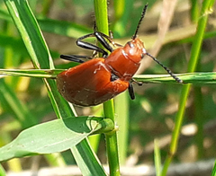 Strongylium hoepfneri