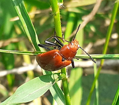 Strongylium hoepfneri