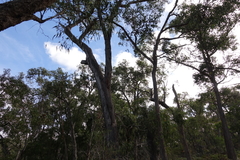 Eucalyptus falciformis