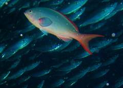 Cephalopholis colonus