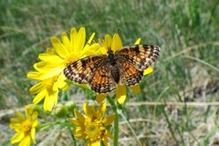 Phyciodes tharos orantain