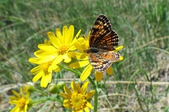 Phyciodes tharos orantain