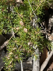 Leptospermum arachnoides