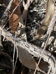 Leptospermum arachnoides