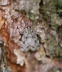 Scoparia basistrigalis