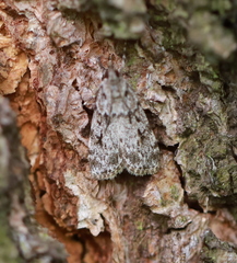 Scoparia basistrigalis