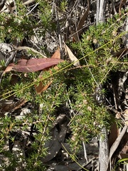 Leptospermum arachnoides