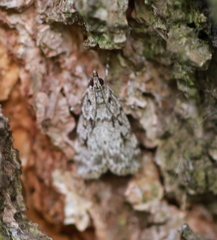 Scoparia basistrigalis
