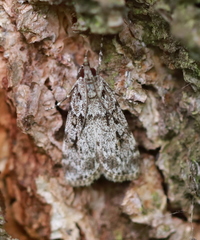 Scoparia basistrigalis