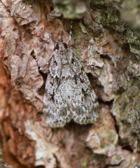 Scoparia basistrigalis