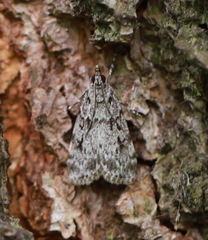 Scoparia basistrigalis