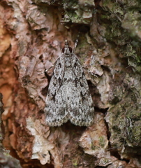 Scoparia basistrigalis