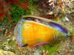 Conus flavidus