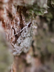 Scoparia basistrigalis