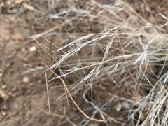 Aristida arizonica